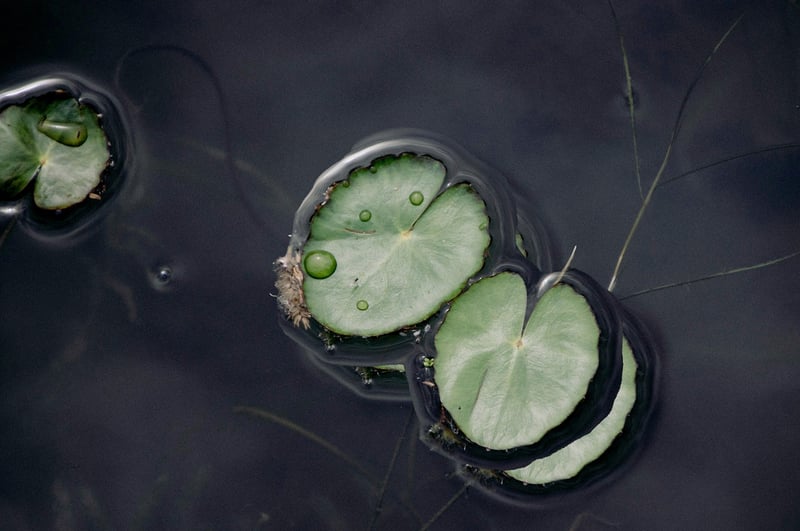 Meditation Lotus Flower